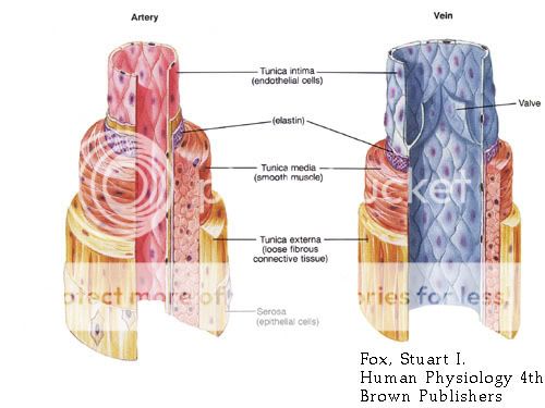 Hệ tuần hoàn máu ở Người Artery-vein